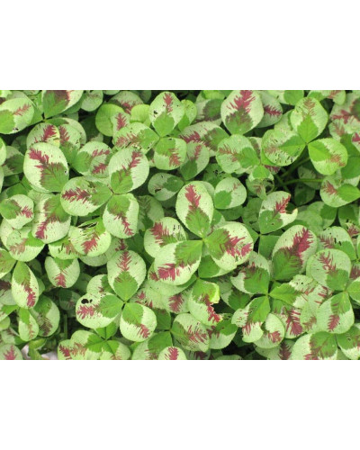 Конюшина повзуча Кров дракона | Trifolium repens `Dragon`s Blood` | Клевер ползучий Кровь дракона