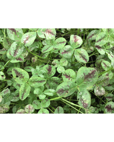 Конюшина повзуча Кров дракона | Trifolium repens `Dragon`s Blood` | Клевер ползучий Кровь дракона