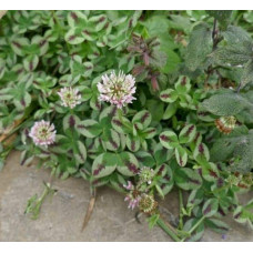Конюшина повзуча Кров дракона | Trifolium repens `Dragon`s Blood` | Клевер ползучий Кровь дракона