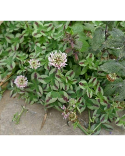 Конюшина повзуча Кров дракона | Trifolium repens `Dragon`s Blood` | Клевер ползучий Кровь дракона