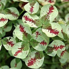 Конюшина повзуча Кров дракона | Trifolium repens `Dragon`s Blood` | Клевер ползучий Кровь дракона