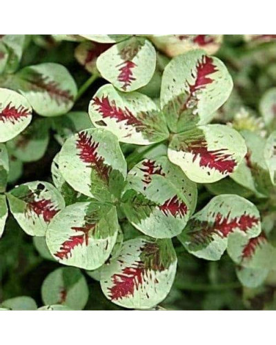 Конюшина повзуча Кров дракона | Trifolium repens `Dragon`s Blood` | Клевер ползучий Кровь дракона