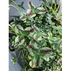 Конюшина повзуча Кров дракона | Trifolium repens `Dragon`s Blood` | Клевер ползучий Кровь дракона