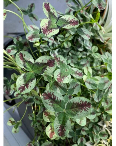 Конюшина повзуча Кров дракона | Trifolium repens `Dragon`s Blood` | Клевер ползучий Кровь дракона