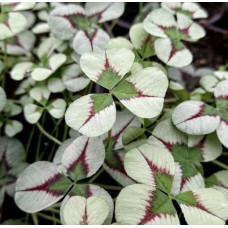 Конюшина повзуча Кров дракона | Trifolium repens `Dragon`s Blood` | Клевер ползучий Кровь дракона