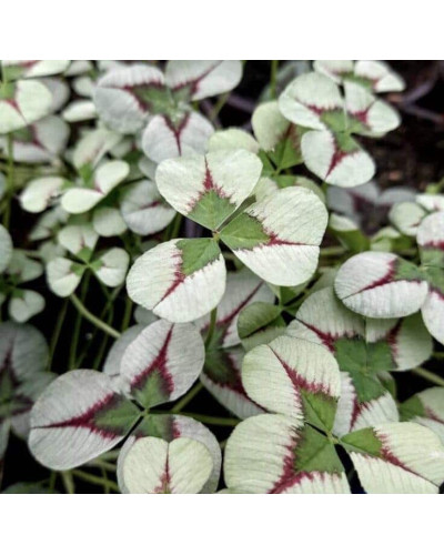 Конюшина повзуча Кров дракона | Trifolium repens `Dragon`s Blood` | Клевер ползучий Кровь дракона