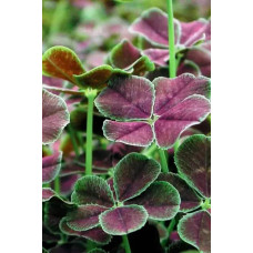 Конюшина повзуча `Дарк Дансер Вайт` | Trifolium repens `Dark Dancer White` | Клевер ползучий `Дарк Дансер Вайт`