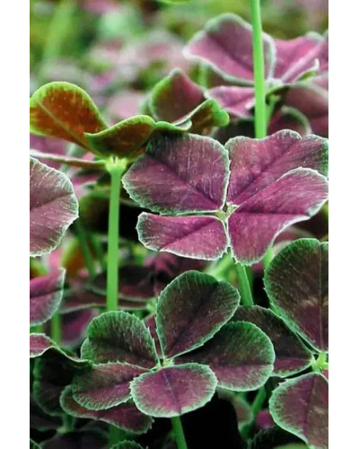 Конюшина повзуча `Дарк Дансер Вайт` | Trifolium repens `Dark Dancer White` | Клевер ползучий `Дарк Дансер Вайт`