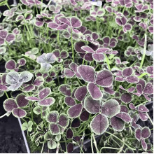Конюшина повзуча `Дарк Дансер Вайт` | Trifolium repens `Dark Dancer White` | Клевер ползучий `Дарк Дансер Вайт`