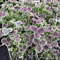 Конюшина повзуча `Дарк Дансер Вайт` | Trifolium repens `Dark Dancer White` | Клевер ползучий `Дарк Дансер Вайт`