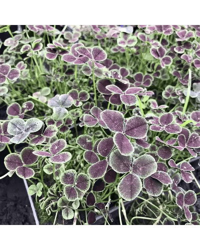 Конюшина повзуча `Дарк Дансер Вайт` | Trifolium repens `Dark Dancer White` | Клевер ползучий `Дарк Дансер Вайт`