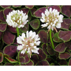 Конюшина повзуча `Дарк Дансер Вайт` | Trifolium repens `Dark Dancer White` | Клевер ползучий `Дарк Дансер Вайт`