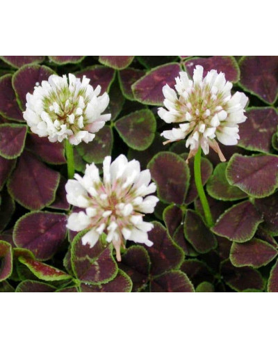 Конюшина повзуча `Дарк Дансер Вайт` | Trifolium repens `Dark Dancer White` | Клевер ползучий `Дарк Дансер Вайт`
