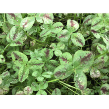 Конюшина повзуча `Дарк Дансер Вайт` | Trifolium repens `Dark Dancer White` | Клевер ползучий `Дарк Дансер Вайт`