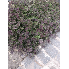 Конюшина повзуча `Дарк Дансер Вайт` | Trifolium repens `Dark Dancer White` | Клевер ползучий `Дарк Дансер Вайт`