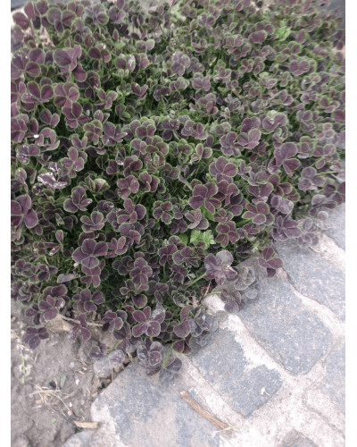Конюшина повзуча `Дарк Дансер Вайт` | Trifolium repens `Dark Dancer White` | Клевер ползучий `Дарк Дансер Вайт`