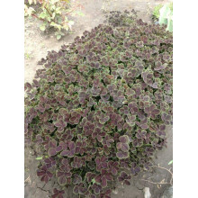 Конюшина повзуча `Дарк Дансер Вайт` | Trifolium repens `Dark Dancer White` | Клевер ползучий `Дарк Дансер Вайт`