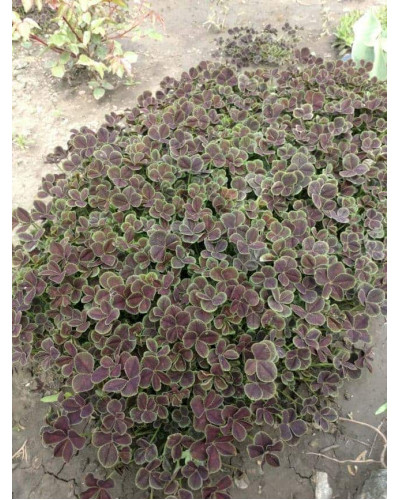 Конюшина повзуча `Дарк Дансер Вайт` | Trifolium repens `Dark Dancer White` | Клевер ползучий `Дарк Дансер Вайт`