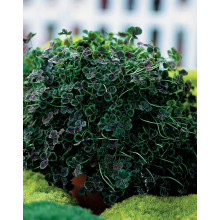 Конюшина повзуча `Дарк Дансер Вайт` | Trifolium repens `Dark Dancer White` | Клевер ползучий `Дарк Дансер Вайт`