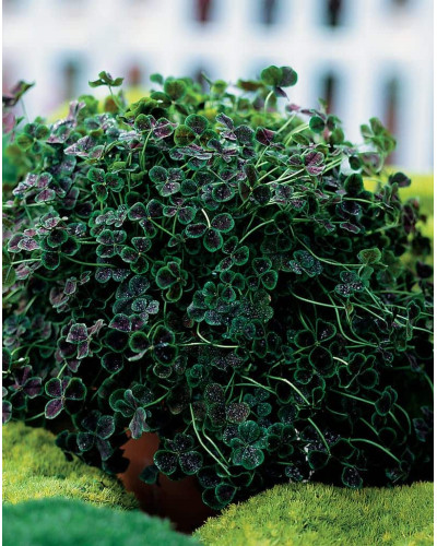 Конюшина повзуча `Дарк Дансер Вайт` | Trifolium repens `Dark Dancer White` | Клевер ползучий `Дарк Дансер Вайт`