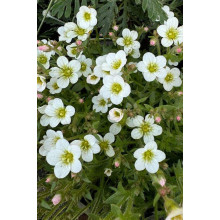 Ломикамінь Арендса Айс Корал Перл Вайт | Saxifraga Arendsii Ice Colours Pearl White | Камнеломка Арендса Айс Корал Перл Вайт