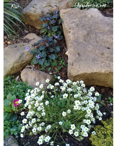 Ломикамінь Арендса Айс Корал Перл Вайт | Saxifraga Arendsii Ice Colours Pearl White | Камнеломка Арендса Айс Корал Перл Вайт