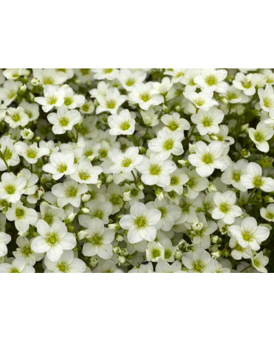 Ломикамінь Арендса Айс Корал Перл Вайт | Saxifraga Arendsii Ice Colours Pearl White | Камнеломка Арендса Айс Корал Перл Вайт