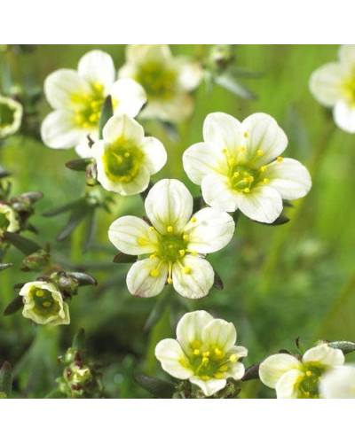 Ломикамінь Арендса Айс Корал Перл Вайт | Saxifraga Arendsii Ice Colours Pearl White | Камнеломка Арендса Айс Корал Перл Вайт