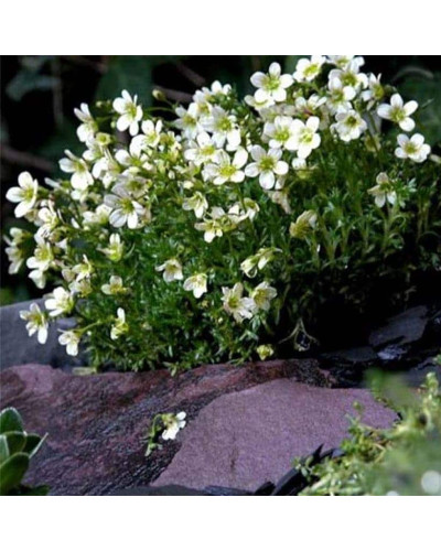 Ломикамінь Арендса Айс Корал Перл Вайт | Saxifraga Arendsii Ice Colours Pearl White | Камнеломка Арендса Айс Корал Перл Вайт