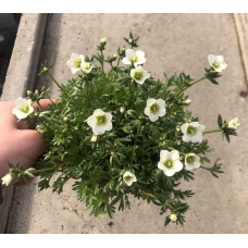Ломикамінь Арендса Айс Корал Перл Вайт | Saxifraga Arendsii Ice Colours Pearl White | Камнеломка Арендса Айс Корал Перл Вайт