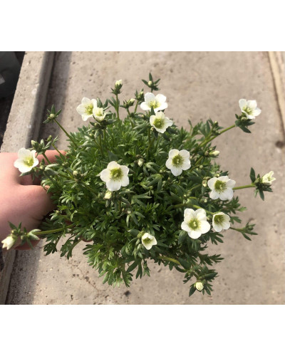 Ломикамінь Арендса Айс Корал Перл Вайт | Saxifraga Arendsii Ice Colours Pearl White | Камнеломка Арендса Айс Корал Перл Вайт