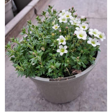 Ломикамінь Арендса Айс Корал Перл Вайт | Saxifraga Arendsii Ice Colours Pearl White | Камнеломка Арендса Айс Корал Перл Вайт