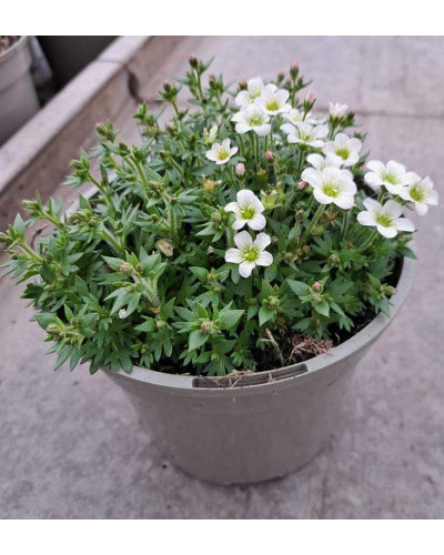 Ломикамінь Арендса Айс Корал Перл Вайт | Saxifraga Arendsii Ice Colours Pearl White | Камнеломка Арендса Айс Корал Перл Вайт