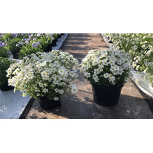 Ломикамінь Арендса Айс Корал Перл Вайт | Saxifraga Arendsii Ice Colours Pearl White | Камнеломка Арендса Айс Корал Перл Вайт