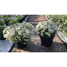 Ломикамінь Арендса Айс Корал Перл Вайт | Saxifraga Arendsii Ice Colours Pearl White | Камнеломка Арендса Айс Корал Перл Вайт