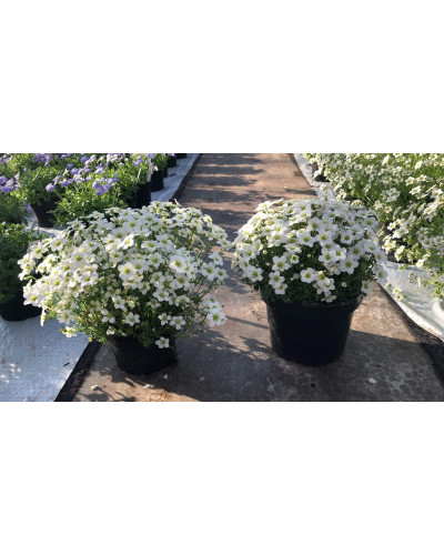 Ломикамінь Арендса Айс Корал Перл Вайт | Saxifraga Arendsii Ice Colours Pearl White | Камнеломка Арендса Айс Корал Перл Вайт