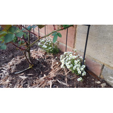 Ломикамінь Арендса Айс Корал Перл Вайт | Saxifraga Arendsii Ice Colours Pearl White | Камнеломка Арендса Айс Корал Перл Вайт