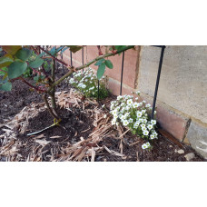 Ломикамінь Арендса Айс Корал Перл Вайт | Saxifraga Arendsii Ice Colours Pearl White | Камнеломка Арендса Айс Корал Перл Вайт