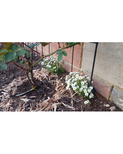 Ломикамінь Арендса Айс Корал Перл Вайт | Saxifraga Arendsii Ice Colours Pearl White | Камнеломка Арендса Айс Корал Перл Вайт