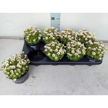 Ломикамінь Арендса Айс Корал Перл Вайт | Saxifraga Arendsii Ice Colours Pearl White | Камнеломка Арендса Айс Корал Перл Вайт