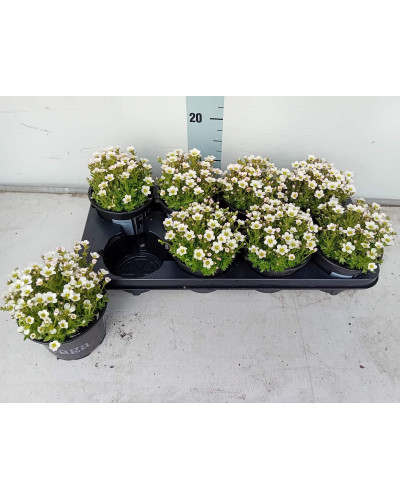 Ломикамінь Арендса Айс Корал Перл Вайт | Saxifraga Arendsii Ice Colours Pearl White | Камнеломка Арендса Айс Корал Перл Вайт