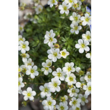 Ломикамінь Арендса Айс Корал Перл Вайт | Saxifraga Arendsii Ice Colours Pearl White | Камнеломка Арендса Айс Корал Перл Вайт