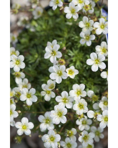 Ломикамінь Арендса Айс Корал Перл Вайт | Saxifraga Arendsii Ice Colours Pearl White | Камнеломка Арендса Айс Корал Перл Вайт