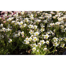 Ломикамінь Арендса Айс Корал Перл Вайт | Saxifraga Arendsii Ice Colours Pearl White | Камнеломка Арендса Айс Корал Перл Вайт