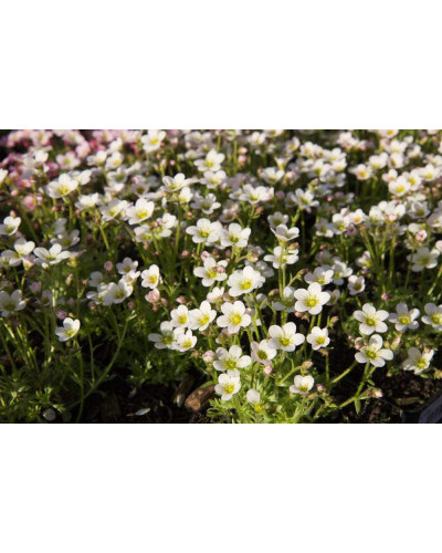 Ломикамінь Арендса Айс Корал Перл Вайт | Saxifraga Arendsii Ice Colours Pearl White | Камнеломка Арендса Айс Корал Перл Вайт