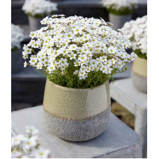 Ломикамінь Арендса Айс Корал Перл Вайт | Saxifraga Arendsii Ice Colours Pearl White | Камнеломка Арендса Айс Корал Перл Вайт