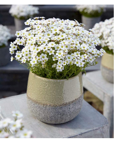 Ломикамінь Арендса Айс Корал Перл Вайт | Saxifraga Arendsii Ice Colours Pearl White | Камнеломка Арендса Айс Корал Перл Вайт