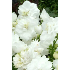 Кампанула / Дзвоники Елізабет Вайт | Campanula ‘Elizabeth White’ | Кампанула / Колокольчики Элизабет Уайт