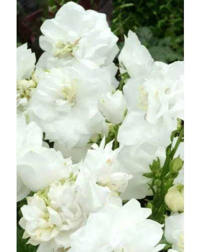 Кампанула / Дзвоники Елізабет Вайт | Campanula ‘Elizabeth White’ | Кампанула / Колокольчики Элизабет Уайт