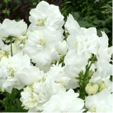 Кампанула / Дзвоники Елізабет Вайт | Campanula ‘Elizabeth White’ | Кампанула / Колокольчики Элизабет Уайт